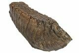 Fossil Woolly Mammoth Molar - Siberia #235036-3